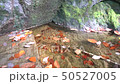 Momodong瀑布 50527005
