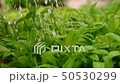 Gardener is watering plants from a watering can. 50530299