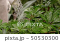 Gardener is watering plants from a watering can. 50530300