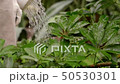 Gardener is watering plants from a watering can. 50530301