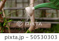 Gardener is watering plants from a watering can. 50530303