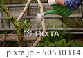 Gardener is watering plants from a watering can. 50530314