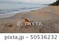 Dog digging 50536232