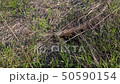 Lizard crawled out of mink in the middle of field, twisting head, looking at sides 50590154