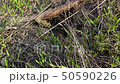Lizard turns head and looks into the camera 50590226