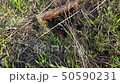 Lizard gets out of mink, sticks head out, looks at the sides with interest 50590231