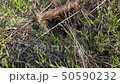 Lizard afraid and hides in mink on field 50590232