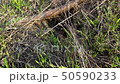 Lizard afraid and hides in the middle of field, twists head, looks at sides 50590233