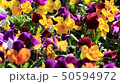Pansy (Viola) (light breeze) blooming in a sunny flower bed 50594972