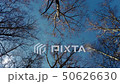 spring blue sky through the trees in the forest 50626630