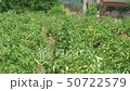 Vegetables growing in the field in front of a rural village 50722579