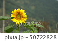 A sunflower flower growing at the mouth of a rural village 50722828