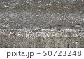 Busy ants in the morning above the front of a tranquil rural village 50723248