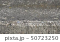 Busy ants in the morning above the front of a tranquil rural village 50723250