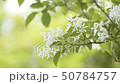 ナンジャモンジャの花 50784757