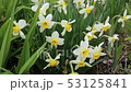 daffodils on the white background daffodils on the white background 53125841