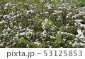 flowering bush on the white background flowering bush on the white background 53125853