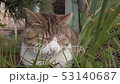 茂みの中の眠そうな猫 53140687