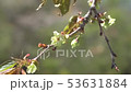行愛櫻 53631884
