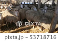healthy eco-friendly lambs in on the farm look into the camera lens - ecologically balanced means of 53718716