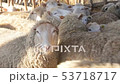 organic and natural long-term farming sheeps and lambs in morning sunlight - new organic growing 53718717