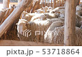 lambs and sheep in rays of morning sun local organic farm 53718864