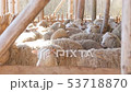 sheep flock in sun light on eco farm - Lamb Organic Meat Products 53718870