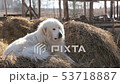 dog on the hay in the village - big fluffy dog in a haystack is lazily yawning and sipping 53718887
