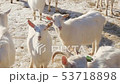 Organic Grassfed Goats - a herd of young kids on eco-friendly meat farm 53718898