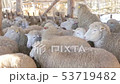 high-quality sheep and lamb organic meat products 53719482
