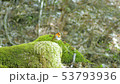 森に響くコマドリの囀り 53793936