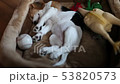 Cute beagle puppy sleeping with its toys 53820573