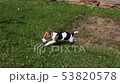 Beagle puppy playing on the lawn 53820578