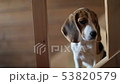 Beagle puppy nibbles the stairs 53820579