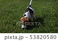 Beagle puppy exploring the lawn 53820580
