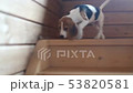 Beagle puppy is trying to get down the stairs 53820581
