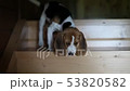 Beagle puppy is trying to get down the stairs 53820582