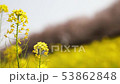 桜と菜の花 53862848