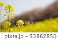 桜と菜の花 53862850