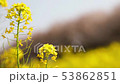 桜と菜の花 53862851