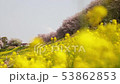 桜と菜の花 53862853