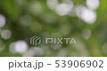 Green bokeh blurred abstract background, foliage 53906902