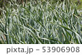 Patch with garlic swaying in wind. Vegetable 53906908