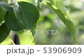 Green leaves of tree swaying in wind 53906909