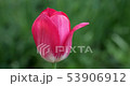 Pink tulip flower swaying in wind 53906912