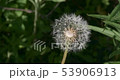 Dandelion flower blowball. Wild nature background 53906913