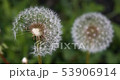 Dandelion flower blowball. Wild nature background 53906914