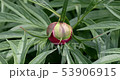 Ants on bud of garden peony flower 53906915