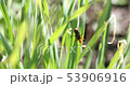 Black beatle or bug in green grass in summer 53906916