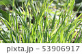 Black beatle or bug in green grass in summer 53906917